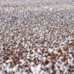 Potência do agronegócio: Mato Grosso lidera exportações e sustenta saldo positivo do comércio brasileiro